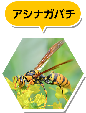 アシナガバチの画像